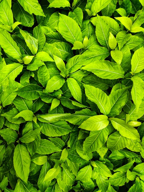 Close-up Photo of Green Leafed Plant