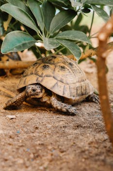 A tortoise slowly moves on sandy ground amidst greenery.