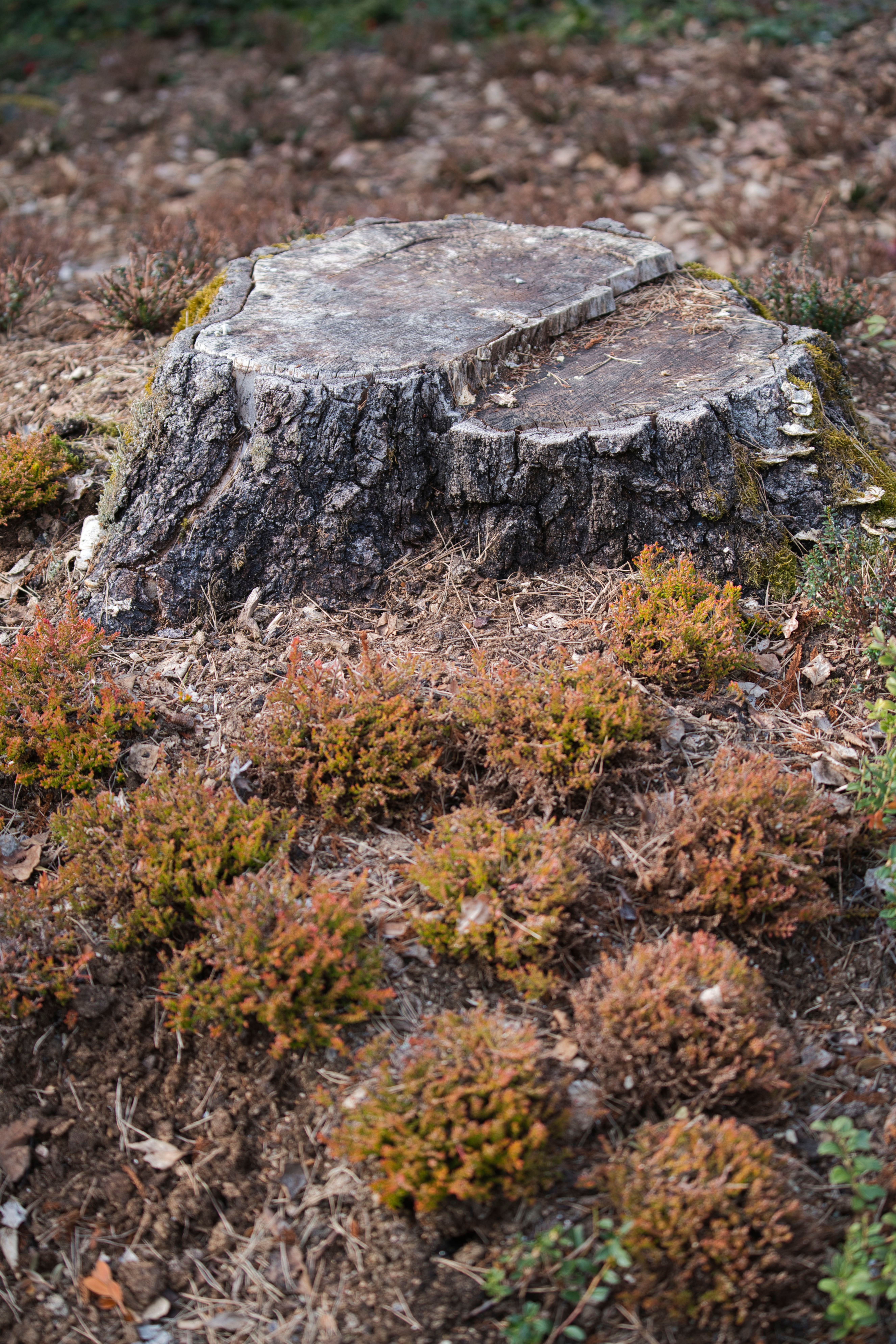 cut shrub stump preparation UK