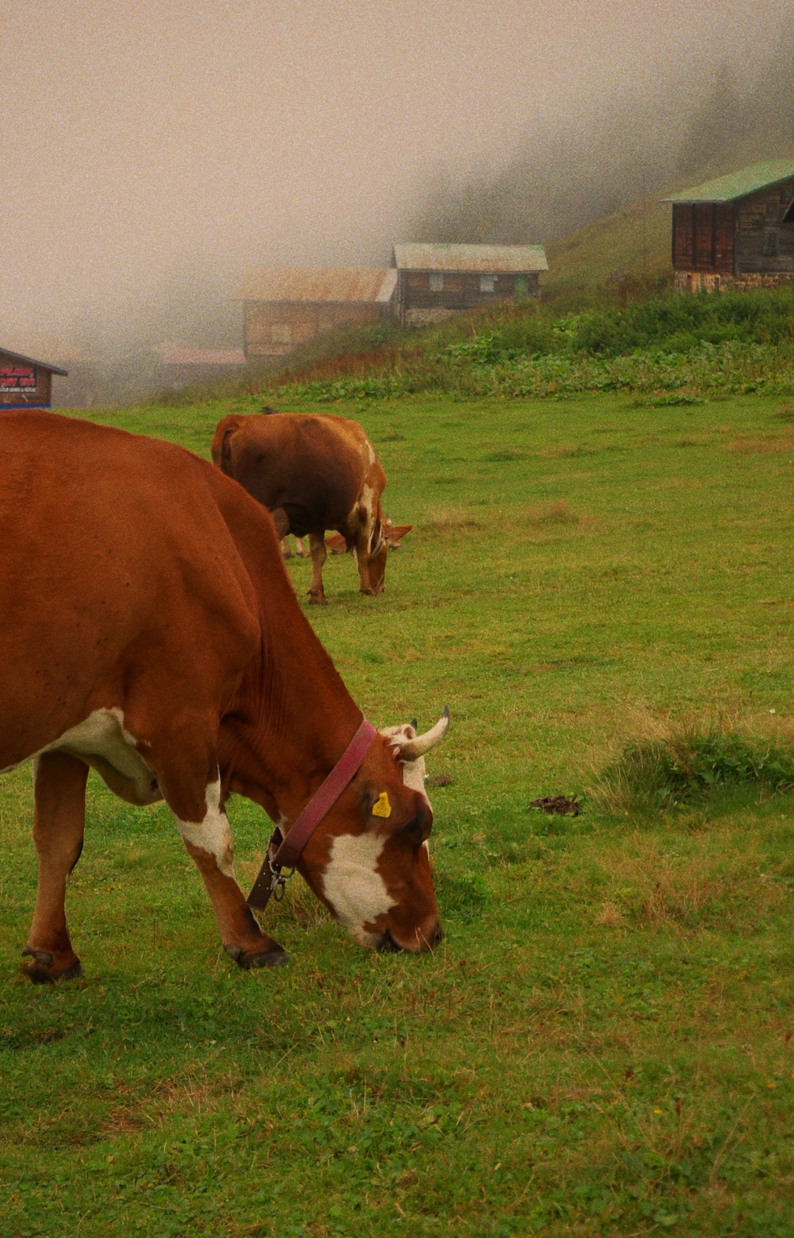 Brown Cows Grazing on a Misty Green Pasture · Free Stock Photo
