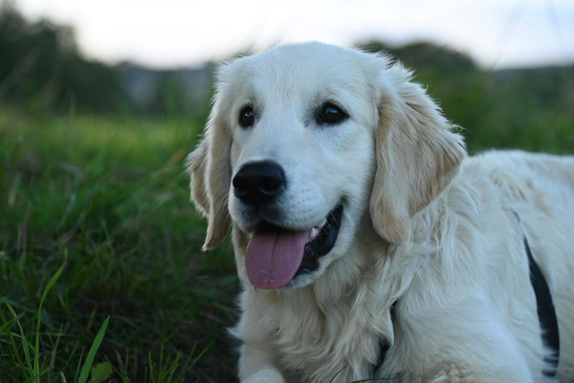 En golden retrievervalp som ligger ute på gräset