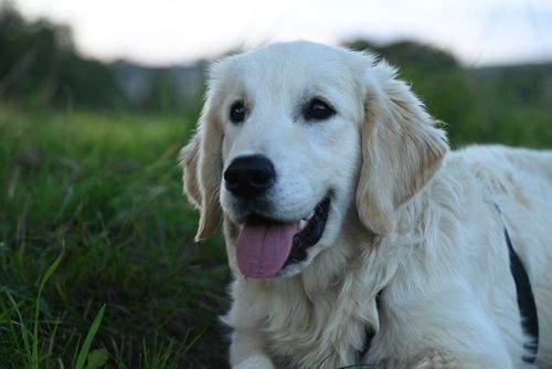 Free Adorable Golden Retriever puppy relaxing on green grass during a day outdoors. Stock Photo