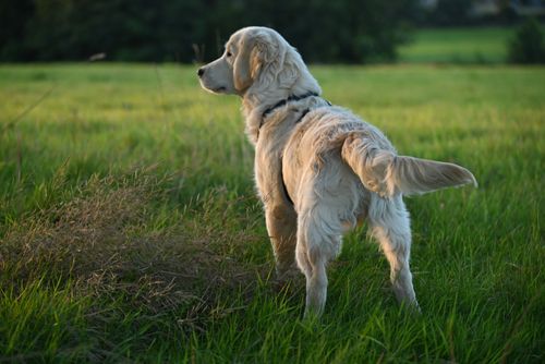 Free Golden Retriever standing in a grassy field during a calm summer evening. Stock Photo