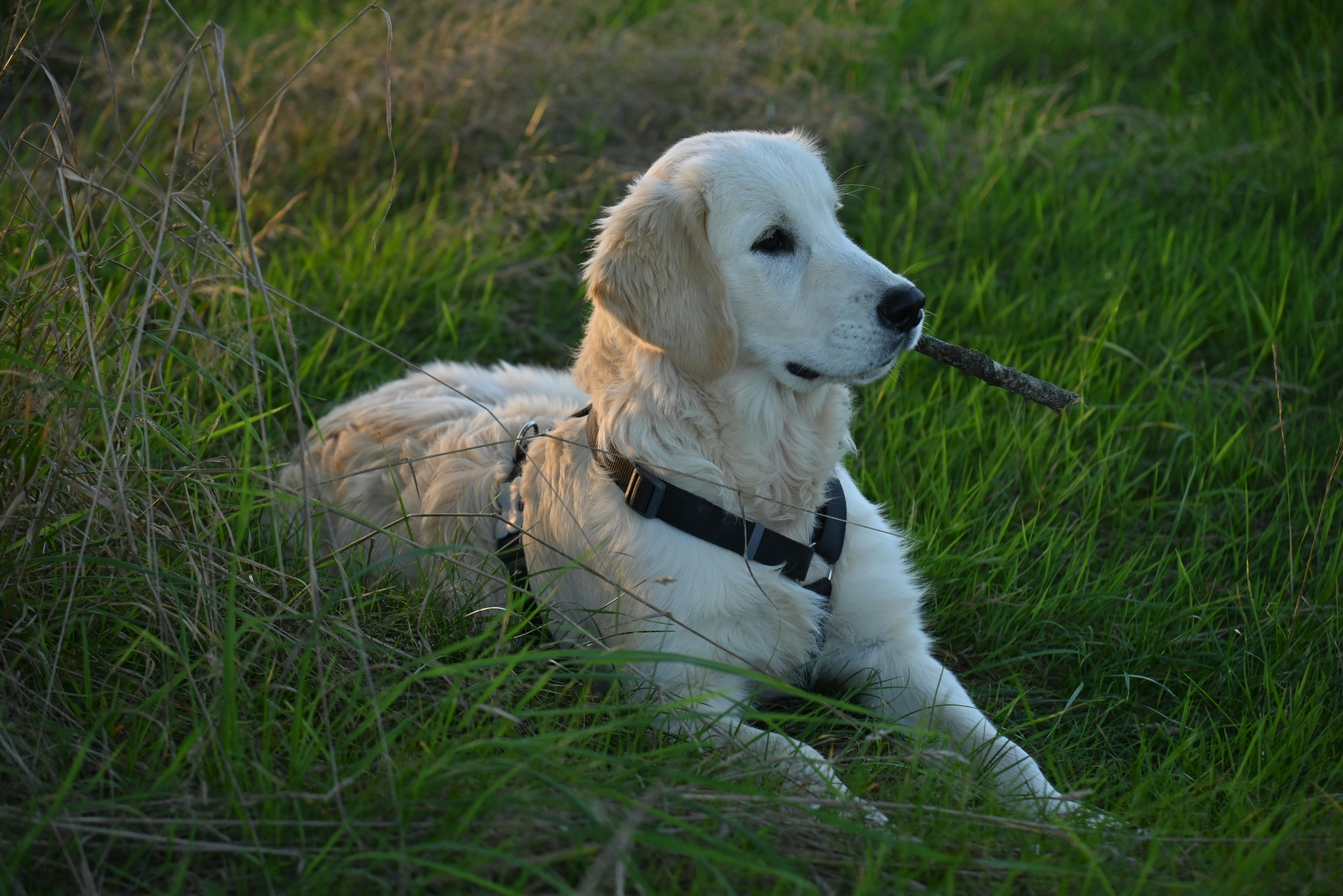 Dogs as Lifestyle Companions: What This Means for Brands &amp; Retailers — Photo by JacLou- DL on Pexels