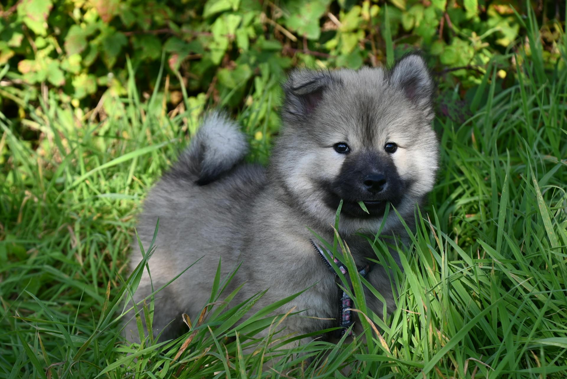 Keeshond Puppy Playing in Lush Green Grass Outdoors