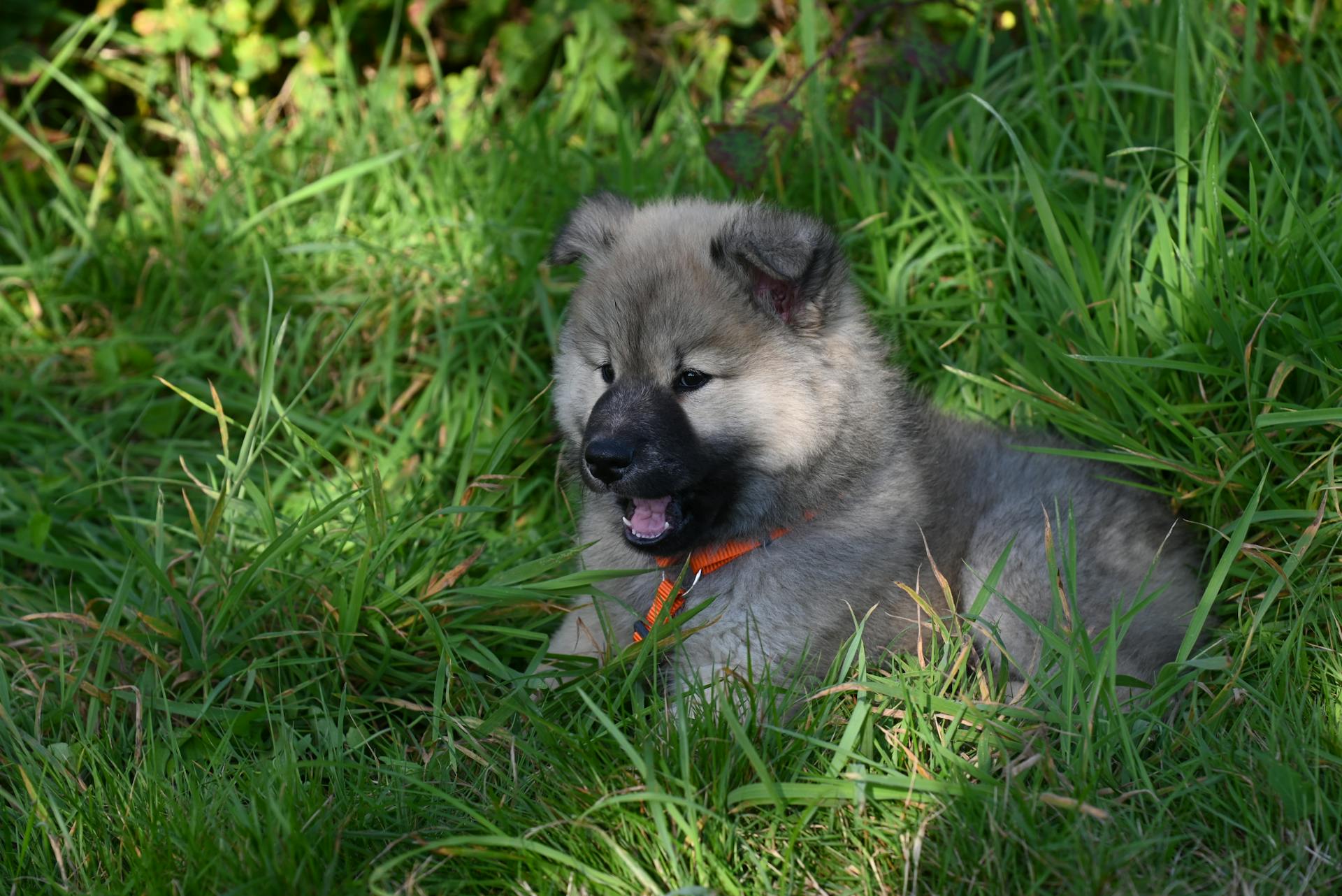 Un adorable chiot en peluche se détend dans l'herbe verte