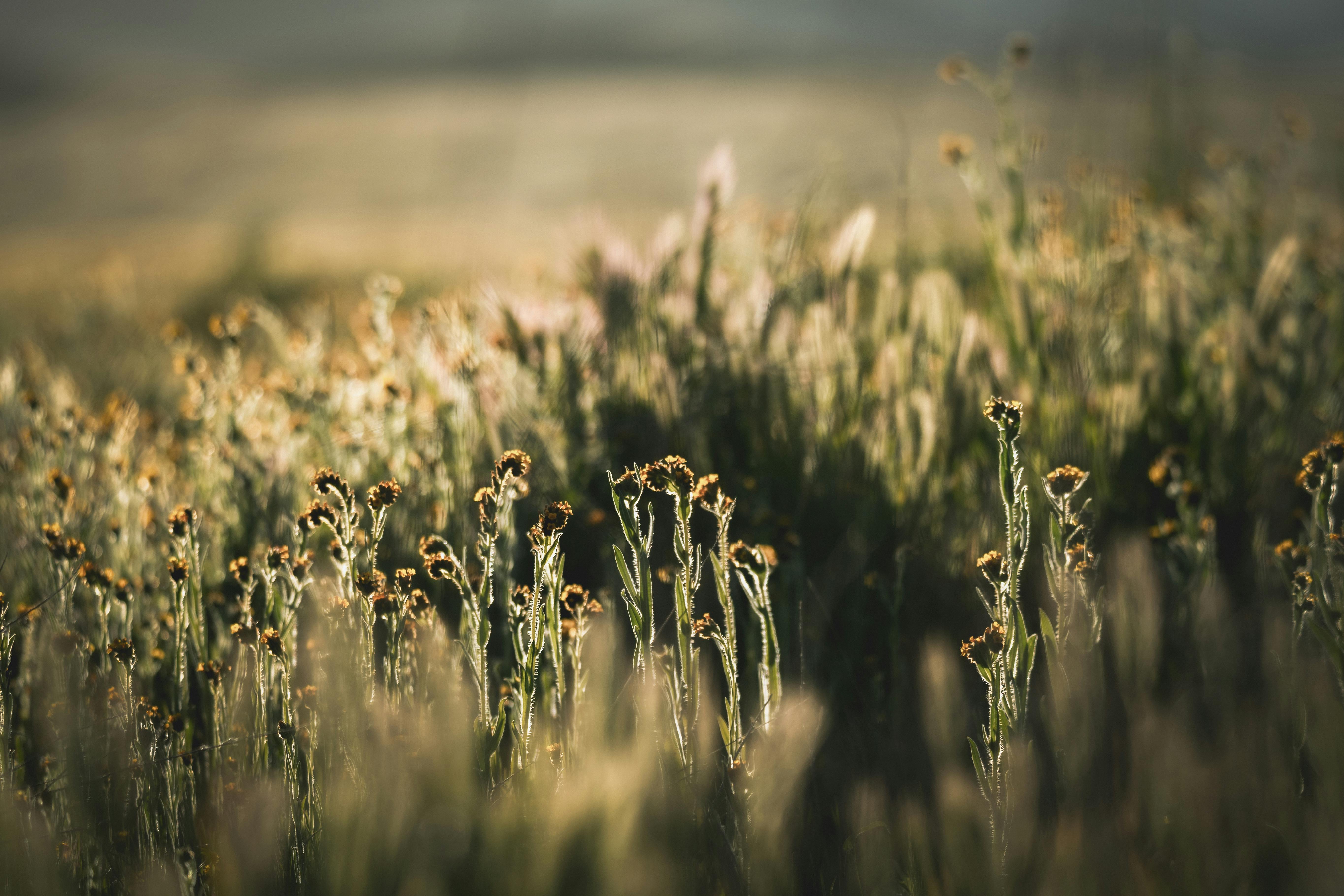 A peaceful wildflower field in Derby Acres, California, illuminated by warm sunlight.