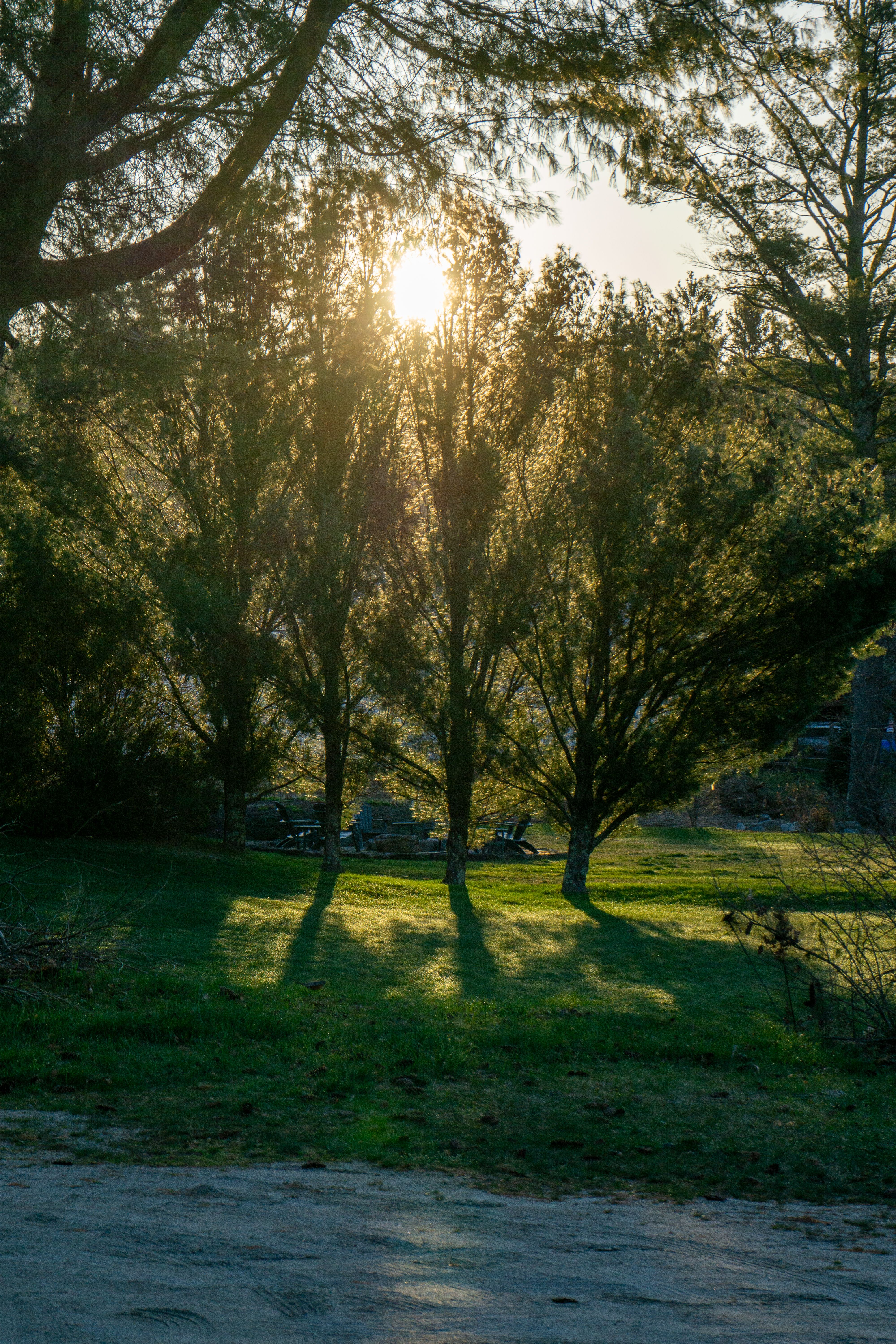 Sunlight through the trees - God Is Light