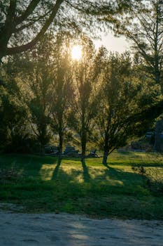 Peaceful sunrise through tall trees casting long shadows in a tranquil park.