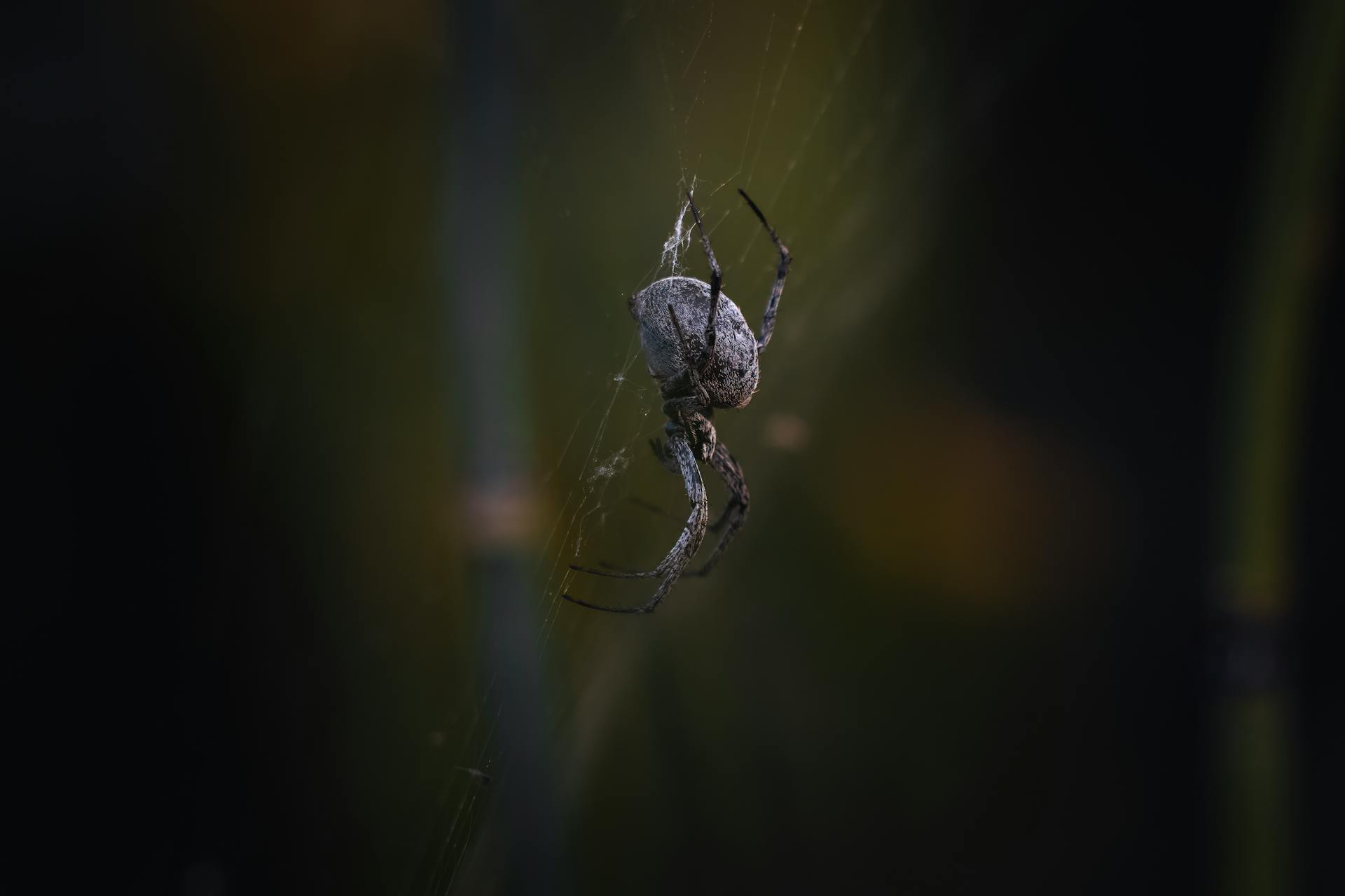 Close-up of Spider on Web in East Wenatchee