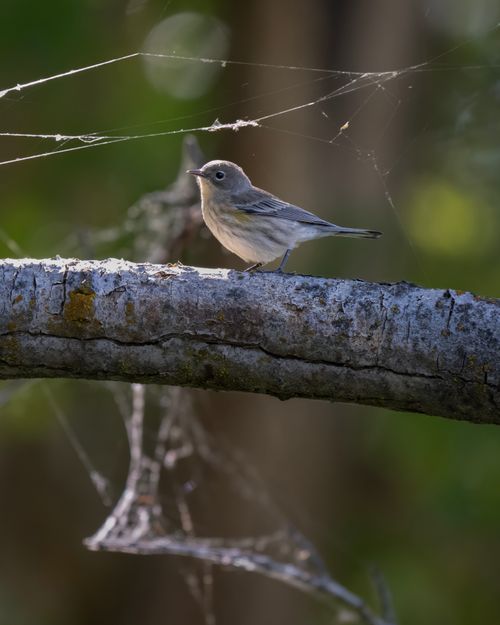 Free A small bird perched on a tree branch amidst spider webs in a forest setting in East Wenatchee, Washington. Stock Photo
