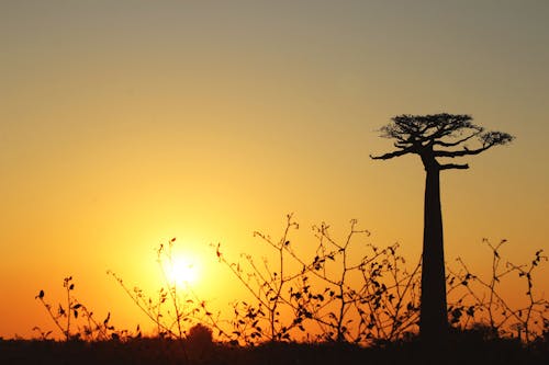 Immagine gratuita di 2k17, baobab, madagascar