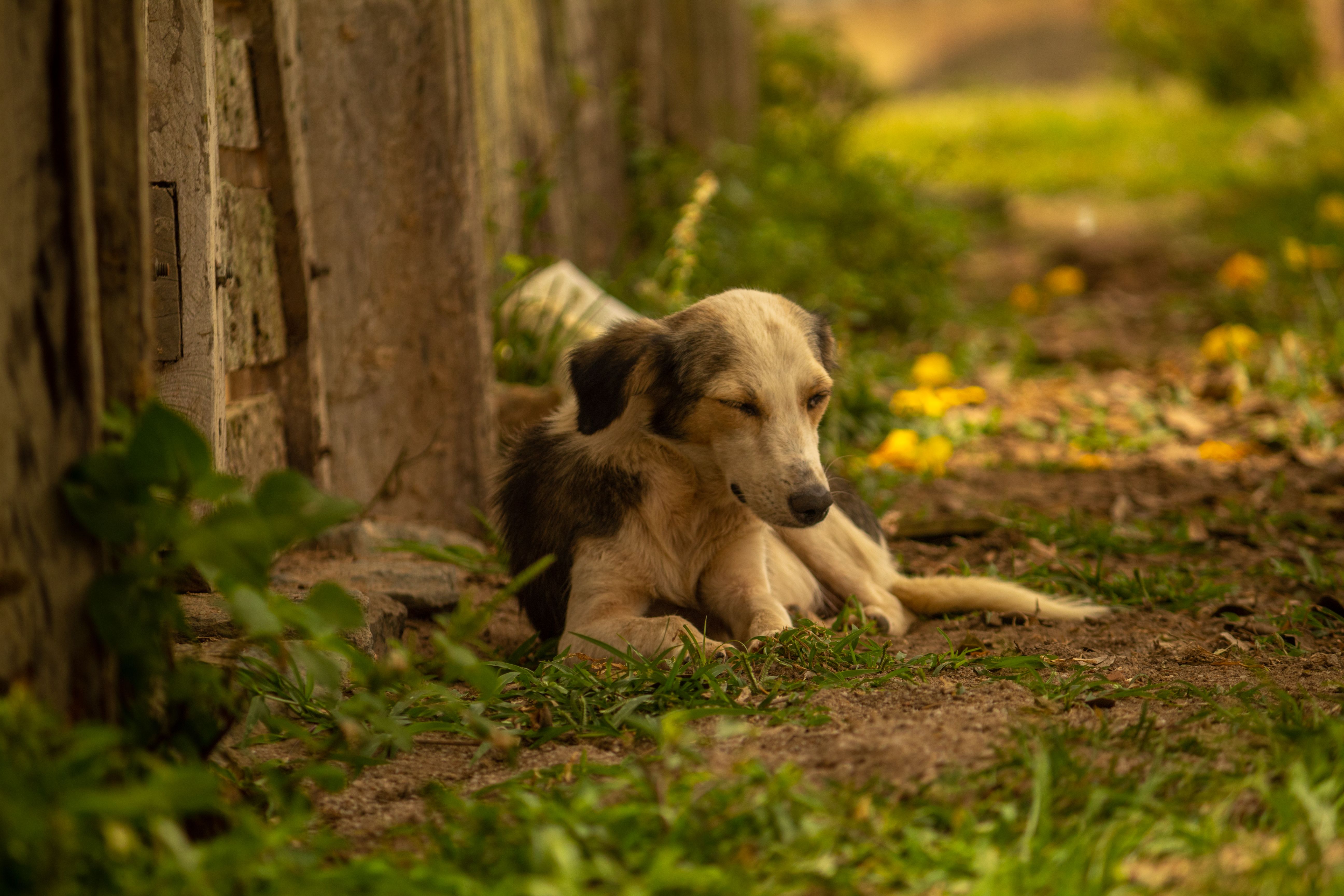 Portrait of a dog at a veterinary clinic