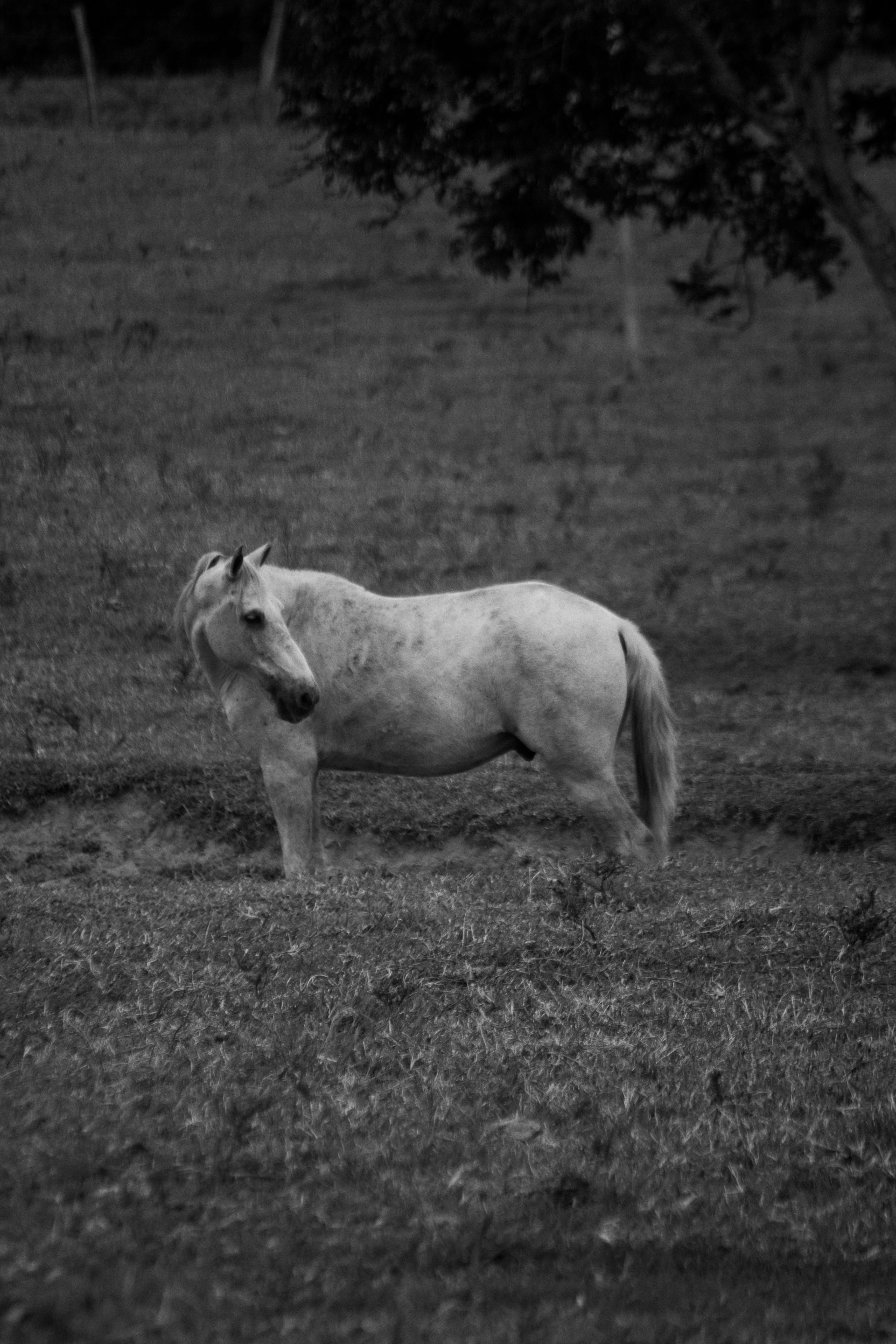 Serene Black and White Horse in Pasture · Free Stock Photo