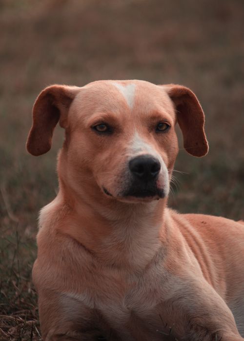 Free A brown dog with attentive eyes lying on the grass during daytime. Stock Photo