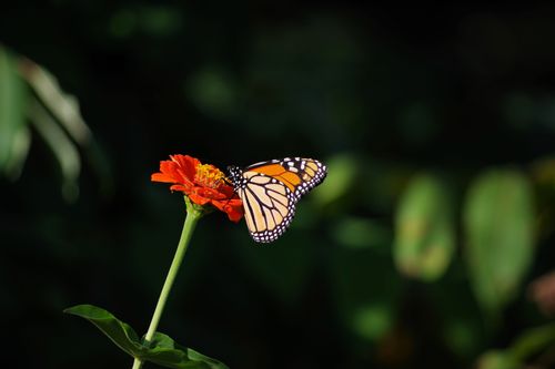 Free Close-up of a Monarch butterfly perched on a bright orange flower against a dark background. Stock Photo