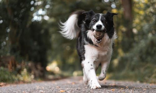 Foto Van Hond Lopen