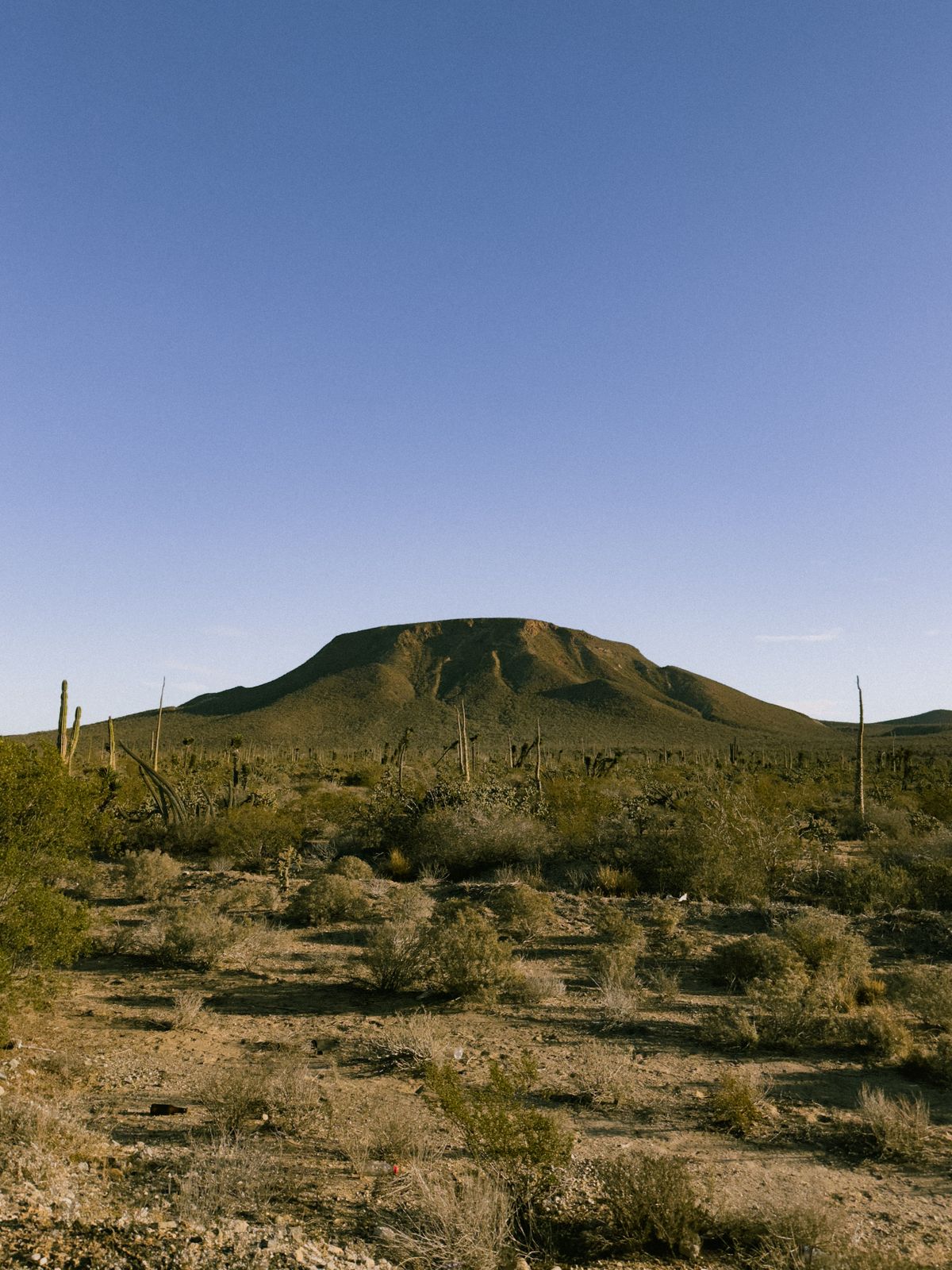 Captivating desert scene with cacti and mountains under clear sky in Loreto, Mexico.