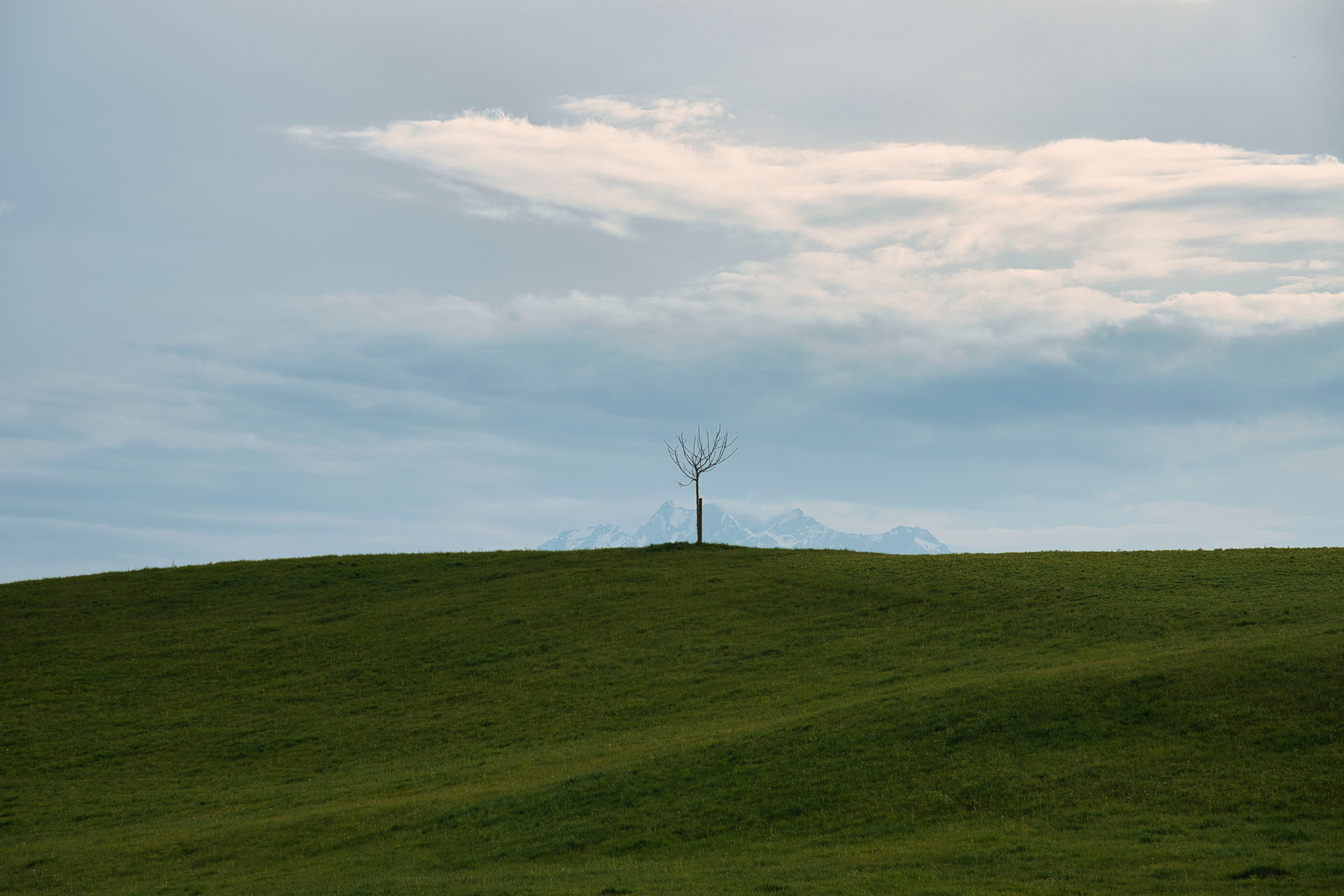 Solitary Tree on Serene Green Hill Landscape · Free Stock Photo