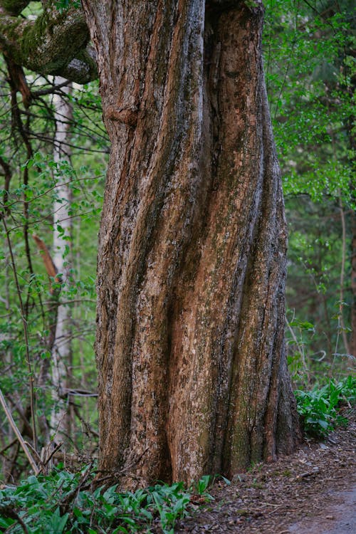 Tree Trunk Photos, Download The BEST Free Tree Trunk Stock Photos & HD ...