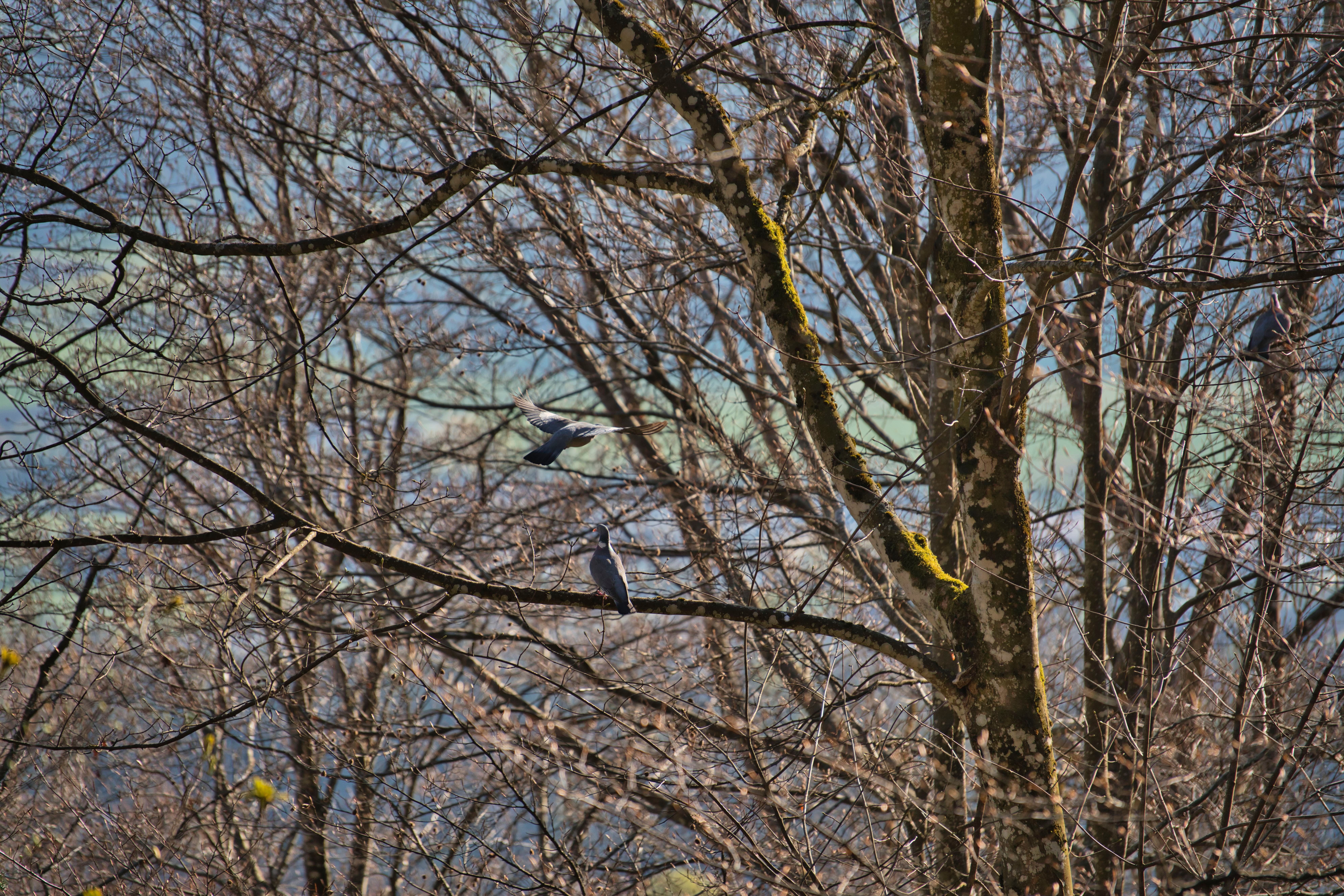 Two Birds Perched on Bare Tree Branches in Spring · Free Stock Photo