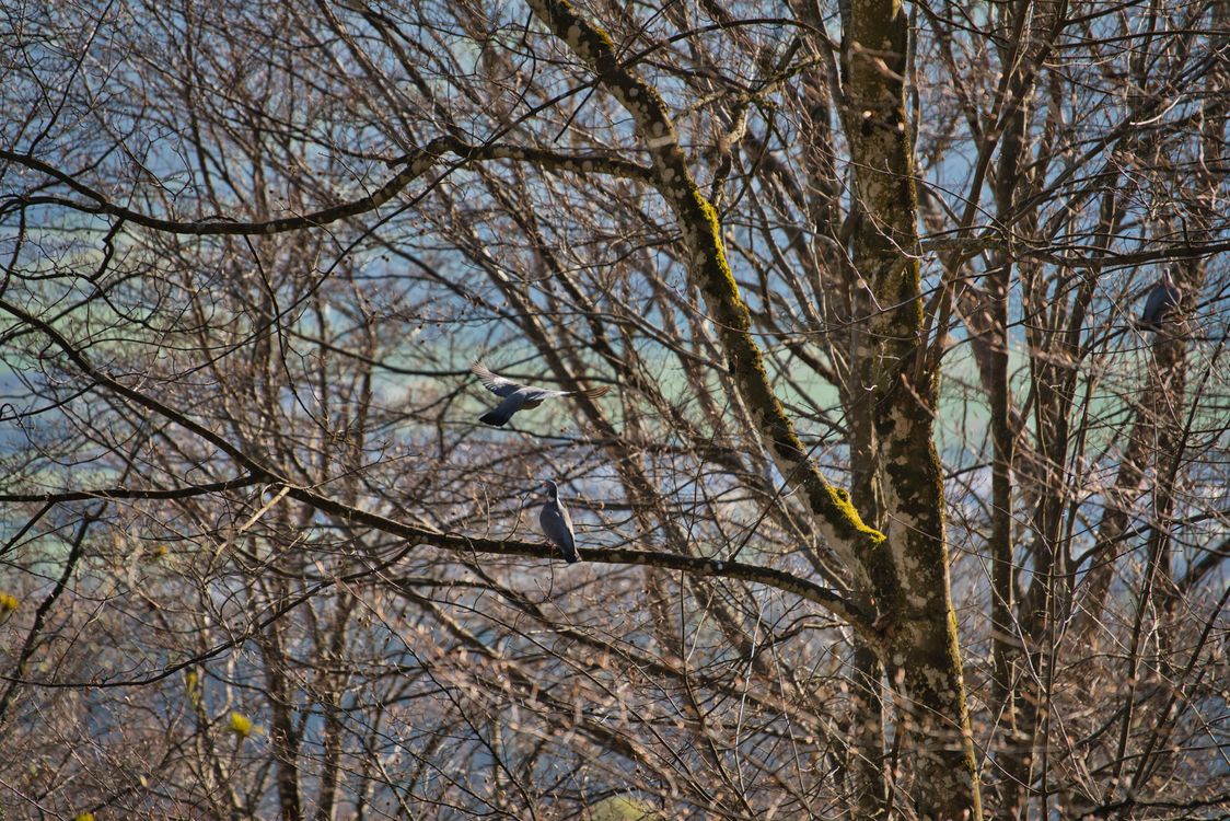 Perched Spring Two Birds Perched on Bare Tree Branches in Spring · Free Stock Photo