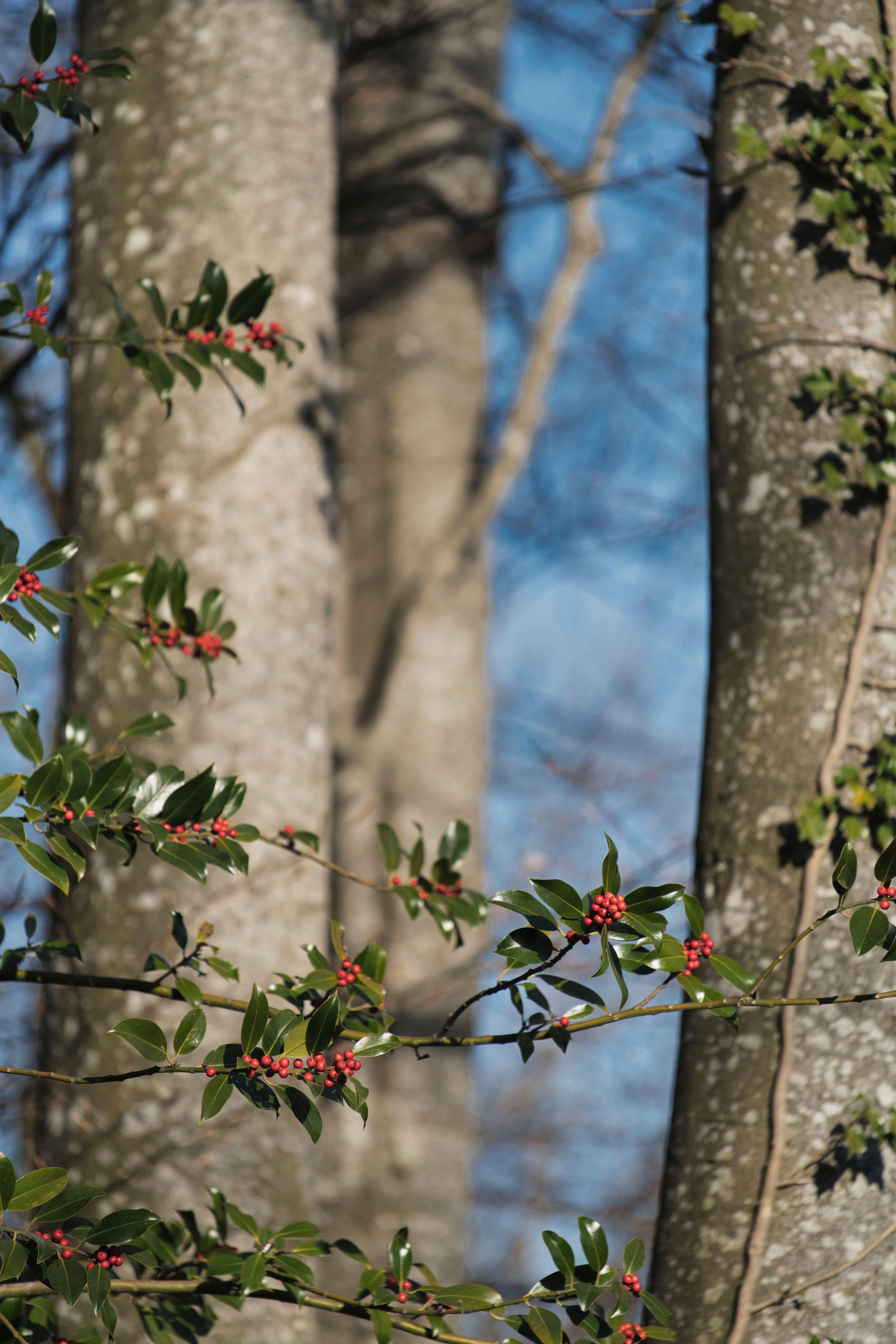 Vibrant Holly Berries and Tree Trunks in Winter · Free Stock Photo