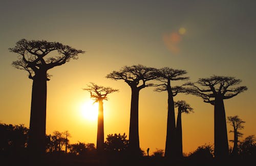 Immagine gratuita di 2k17, baobab, madagascar