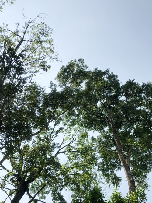 Free View of green tree canopy against a clear sky in Thailand, capturing the essence of a tropical summer. Stock Photo