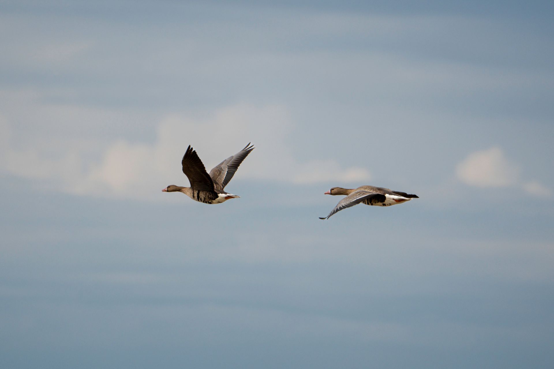 Two Greater White-fronted Geese Soaring in Clear Sky