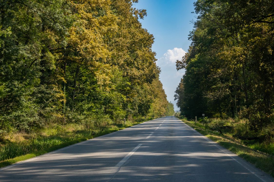 Serene Country Road Lined with Green Trees · Free Stock Photo