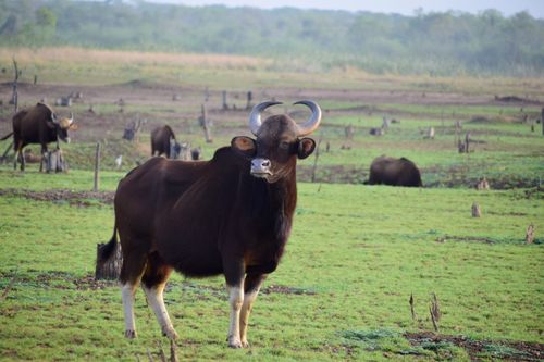 Free Majestic Indian gaur standing on lush open grasslands surrounded by herd. Stock Photo