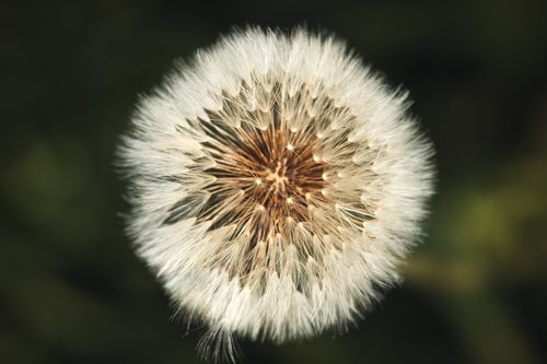 Free Close-up of a fluffy white dandelion seed head, capturing intricate details and textures. Stock Photo