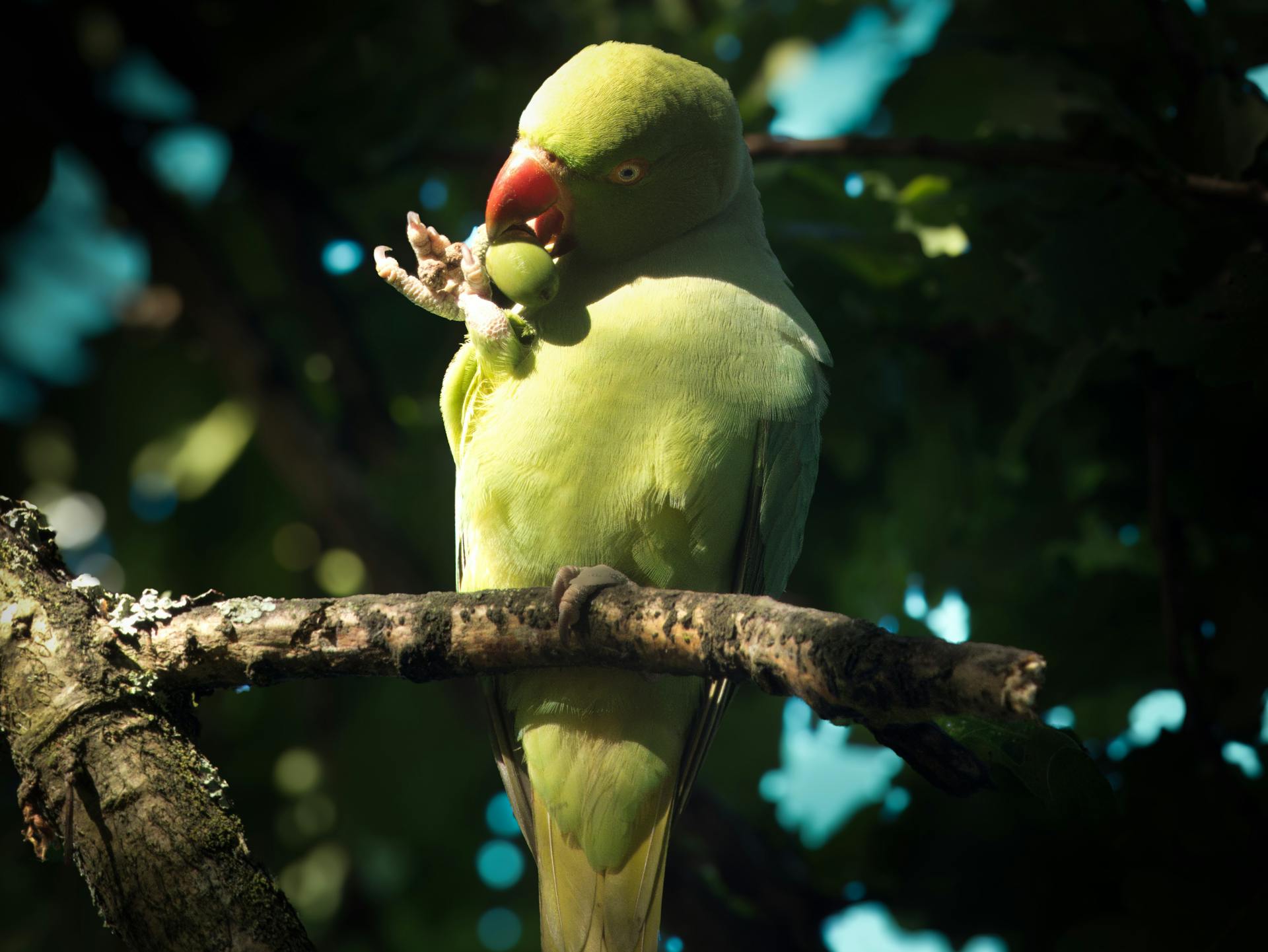 Green Parrot Perched on Branch Eating a Grape