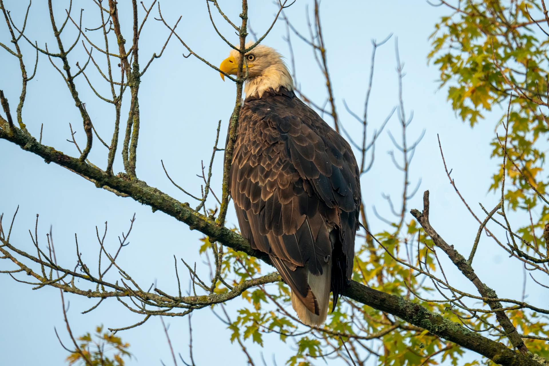 Bald Eagle Perched on Tree Branch in Wisconsin