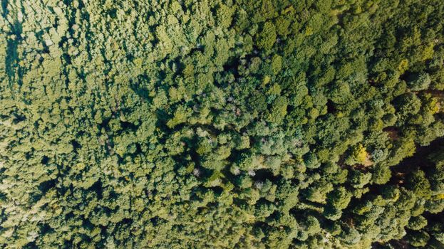 Breathtaking aerial view showcasing the dense green forest in Molveno, Italy.