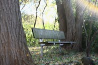 Wooden Bench Beside Tree