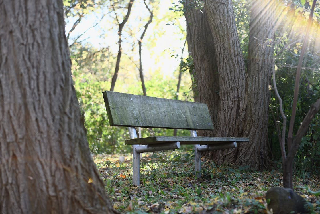 бесплатная Деревянная скамейка у дерева Стоковое фото