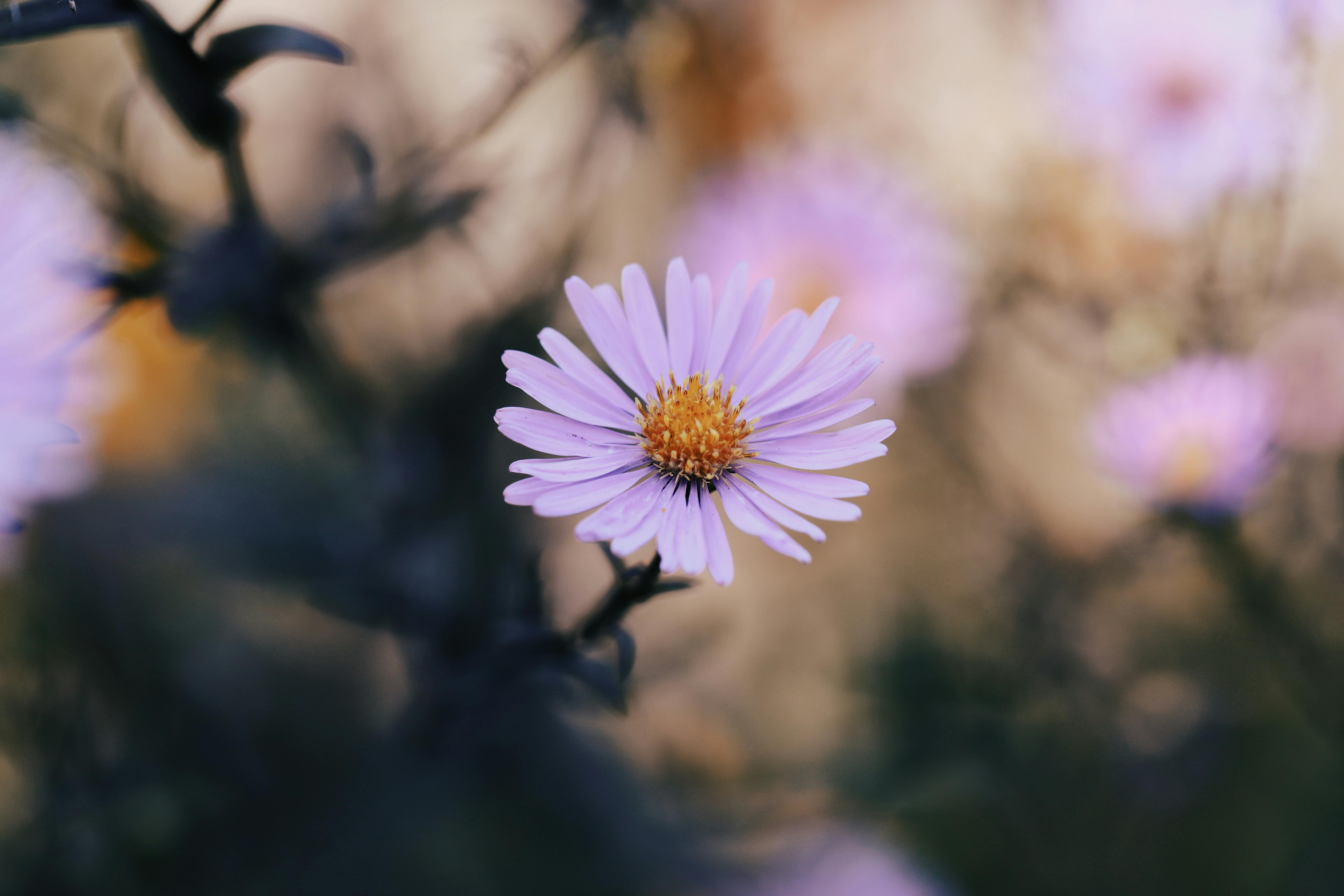 Capture the beauty and color of an autumn garden with this vivid purple aster in full bloom.