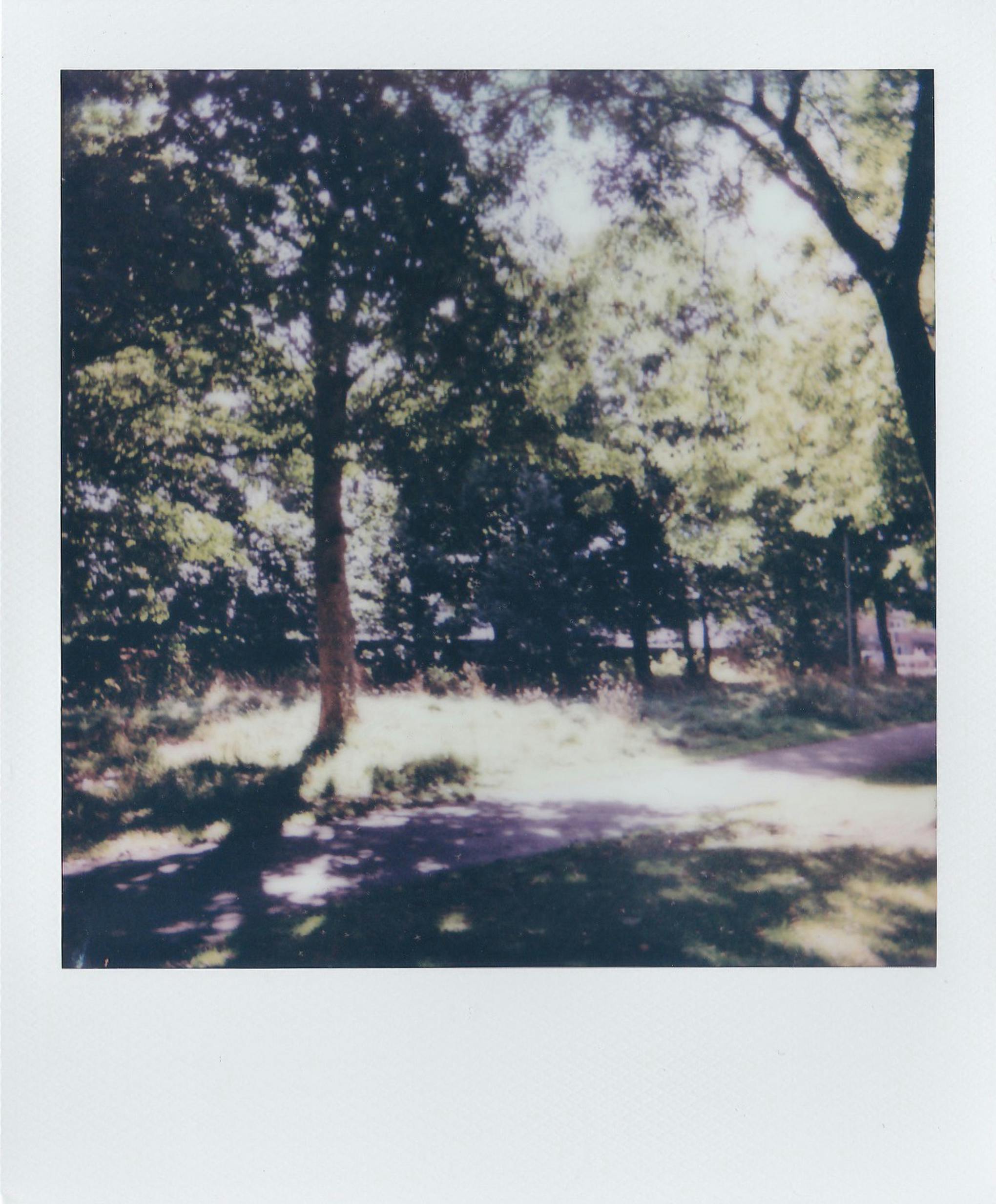 A nostalgic Polaroid capturing a serene sunlit forest path with dappled shadows.