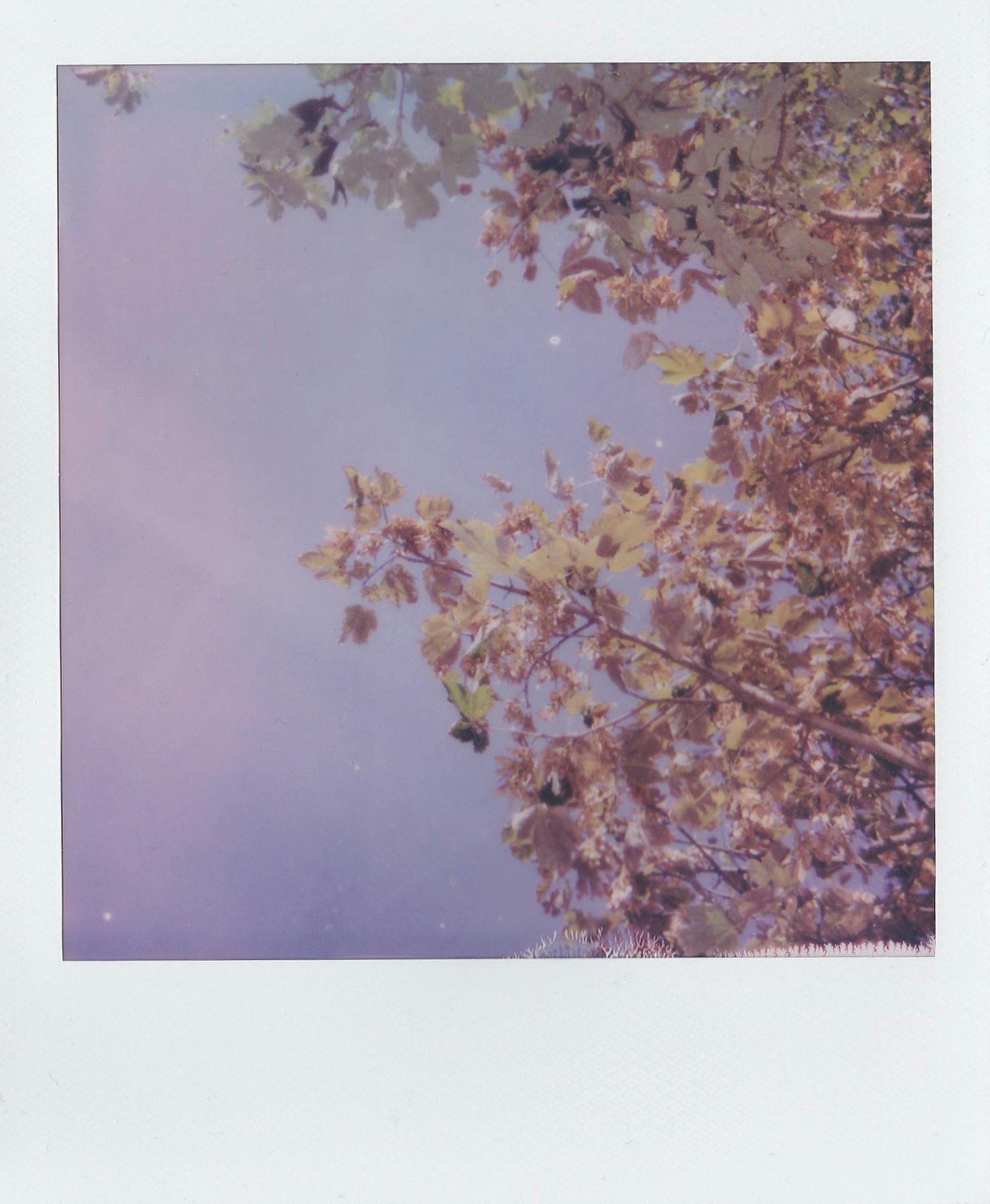 A dreamy vintage Polaroid photo capturing autumn leaves with a pastel sky background.