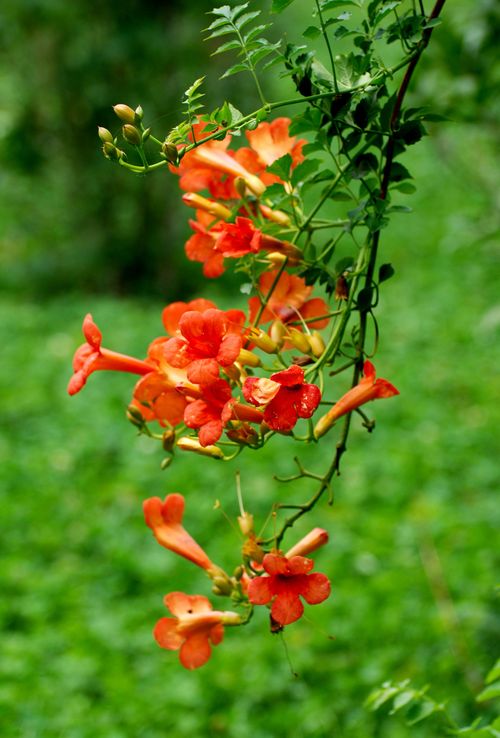 Free Close-up of orange trumpet vine flowers against a lush green background. Stock Photo