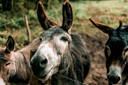 Ilmainen kuvapankkikuva tunnisteilla aasi, eläin, eläinkuvaus