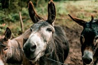 特写镜头捕捉了乡村农场环境中三头驴的个性与魅力