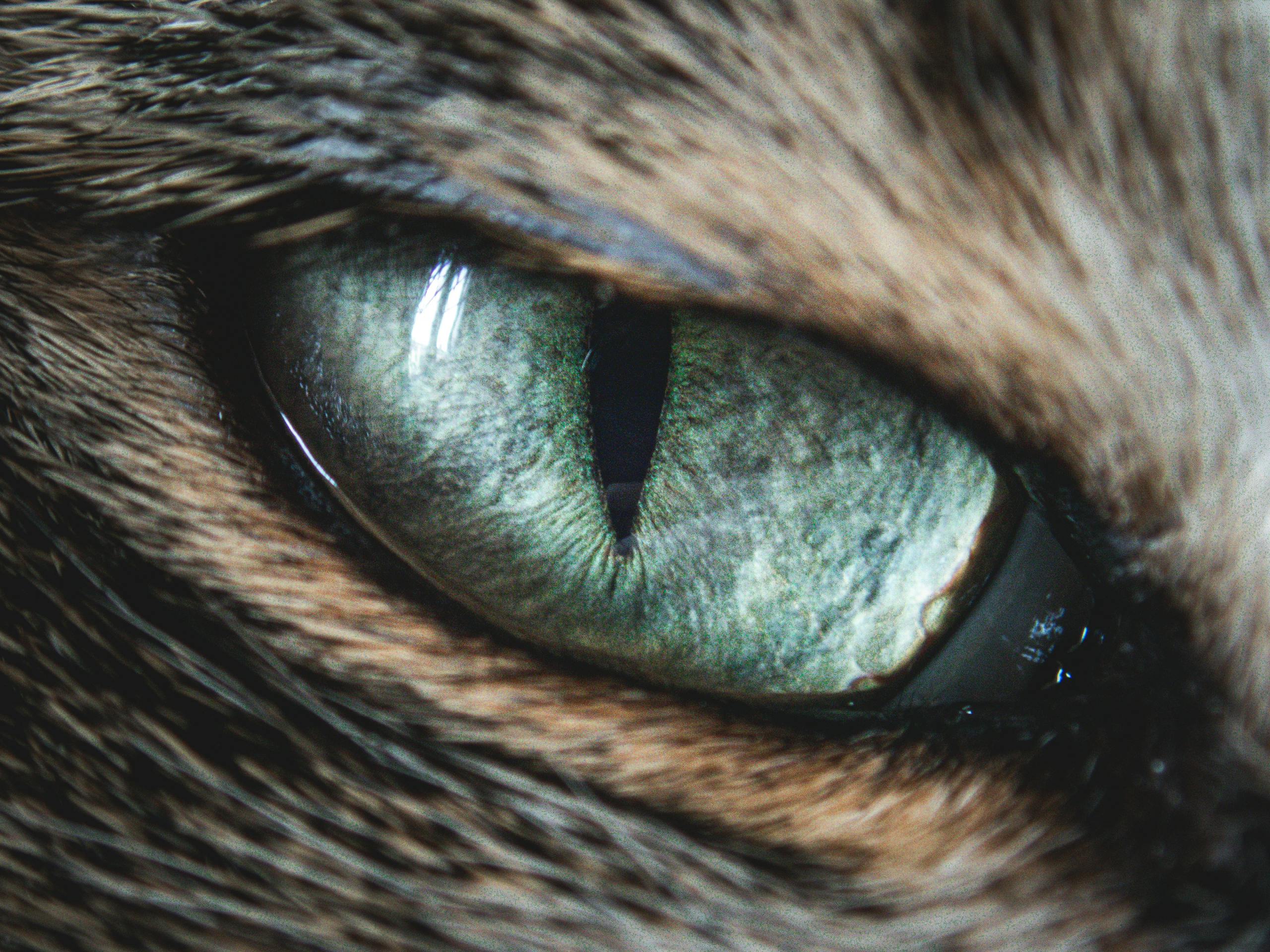 pet insurance veterinary costs — Photo by Francesco Ungaro on Pexels
