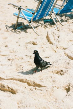 Pigeon walking on a sunny beach near blue folding chairs.