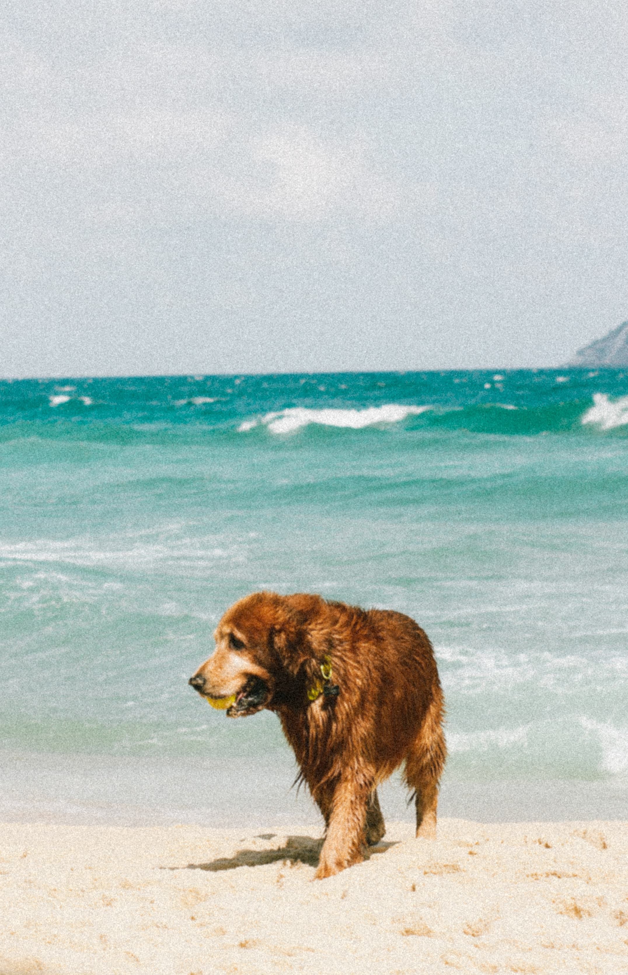 Golden Retriever walking on a sunny beach with waves in the background.