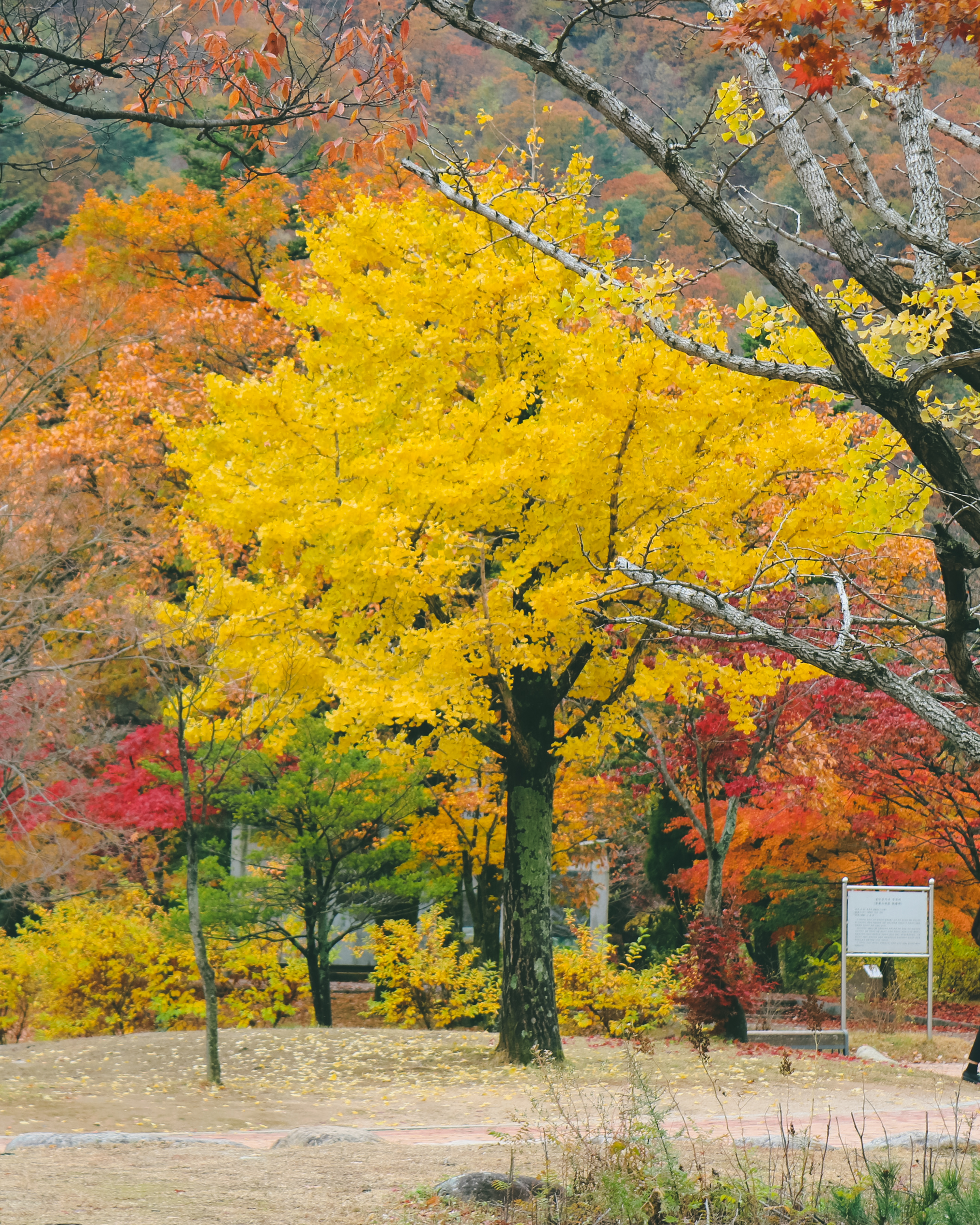 Autumn Wallpapers · Free Stock Photo