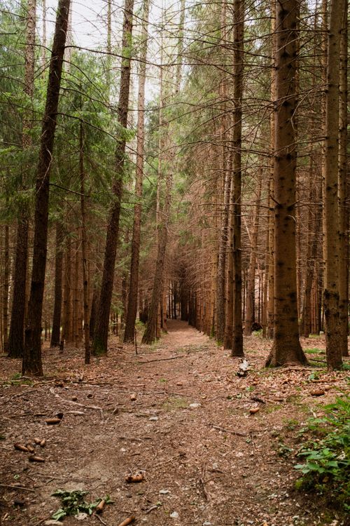 Free Serene path through tall trees in Molveno forest, perfect for nature lovers and adventurers. Stock Photo