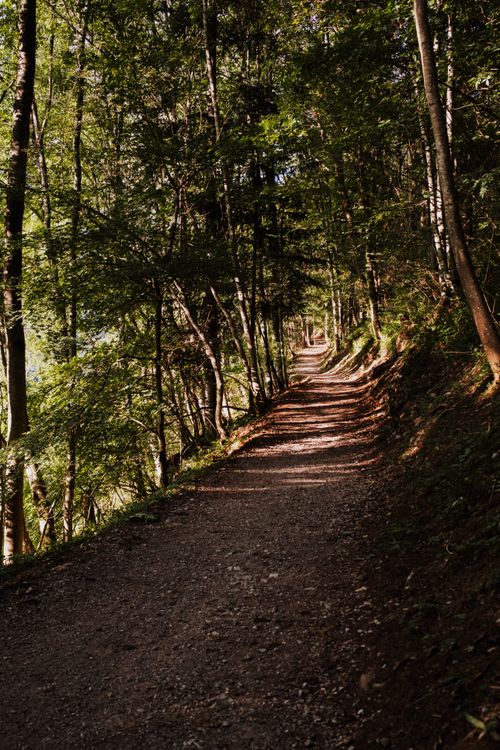 Free Sun-dappled forest path in tranquil Molveno, Trentino-Alto Adige, Italy. Stock Photo